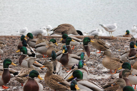 一小群野鸭和母鸡在冰冻池塘旁的半干区域休息