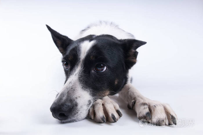 狗的滑稽特写肖像