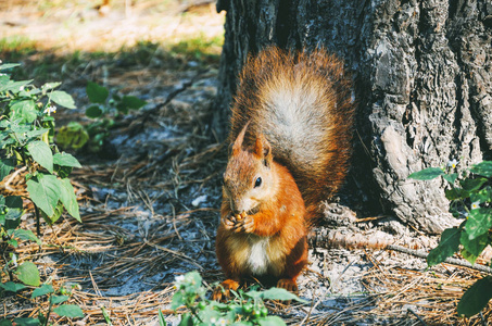 松鼠吃的坚果树图片