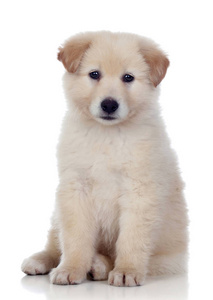 软纯种柔软的白色毛皮的狗照片