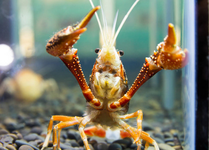 关闭了小龙虾在水族箱中