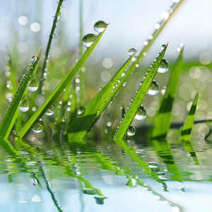 新鲜青草与露水降特写图片