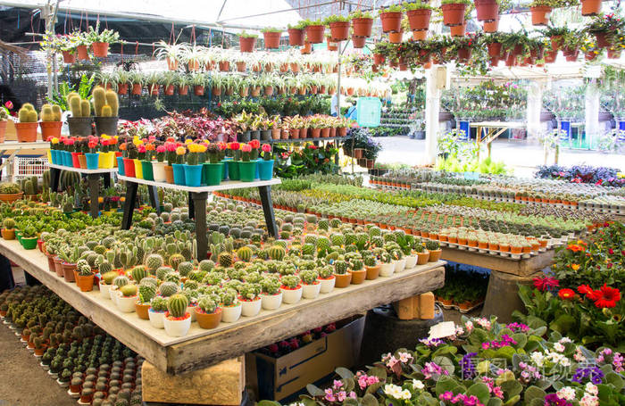 cactuses各种花卉市场
