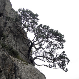 树生长在悬崖上