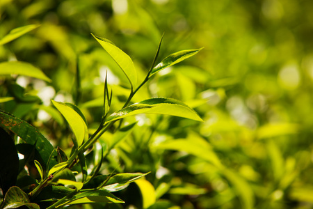 绿色的叶子，茶叶在斯里兰卡特写