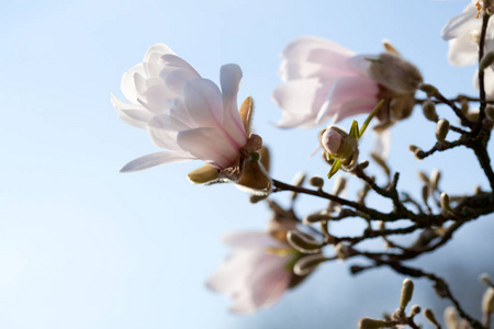 美丽的玉兰树盛开在春天的公园里