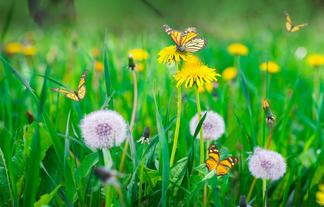 盛开的蒲公英和蝴蝶照片