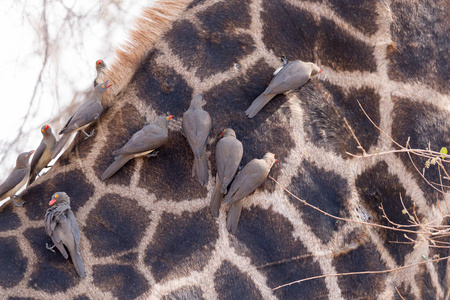 黄色计费 Oxpecker