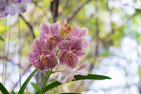 美丽的兰花花在散景背景, 图案兰花成像