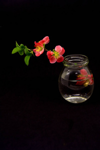 黑色背景花瓶中的红色花朵