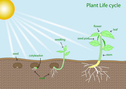 植物生命周期