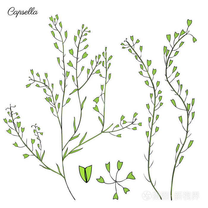 荠菜花,荠菜,荠菜,整株植物,手绘图形矢量色彩丰富的插画,涂鸦墨水