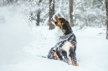 美丽快乐的女孩 Bernese 山狗9月。冬天在雪地里玩耍。一只纯种的家养狗。喜欢在街上玩耍和奔跑