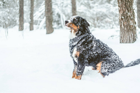 美丽快乐的女孩 Bernese 山狗9月。冬天在雪地里玩耍。一只纯种的家养狗。喜欢在街上玩耍和奔跑