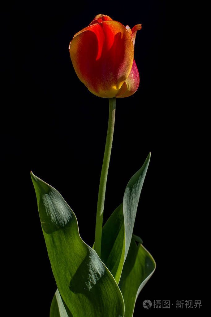 在黑色背景上的郁金香花