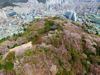 Urongsan 山公园樱花泉, 釜山, 韩国, 亚洲