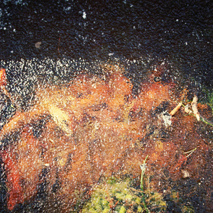苔藓和落叶通过冰表面