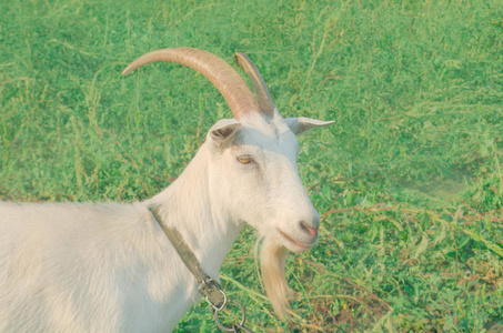 一个人像羊吃草图片