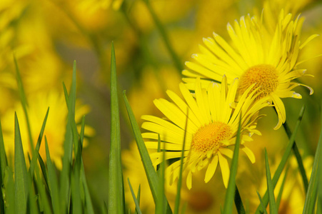 花园里的浪漫黄色雏菊