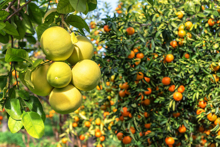成熟的柚子和 mandarines (橙色) 在树上照片