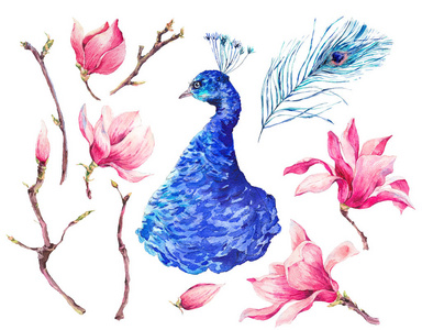 孔雀花图片 孔雀花素材 孔雀花插画 摄图新视界