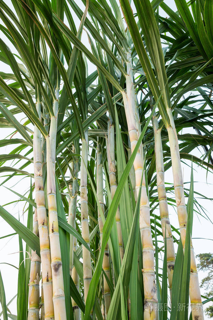 甘蔗茎在白色背景上