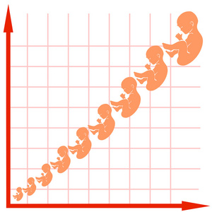 人胎儿生长图表