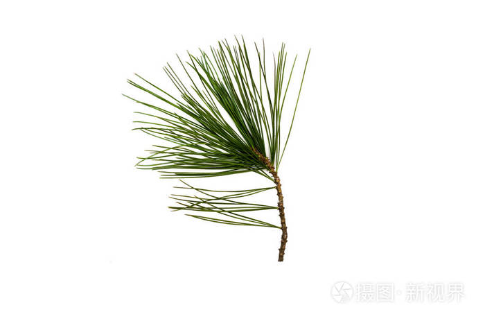在白色背景上孤立的冷杉树枝圣诞松树枝装饰
