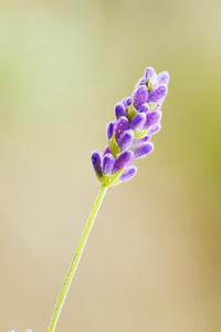 宏薰衣草花