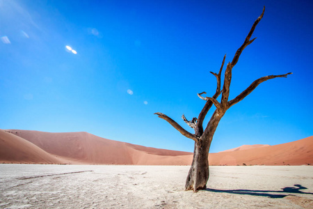 在 Sossusvlei 沙漠死树