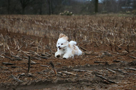 小 havanese 在茬地里奔跑