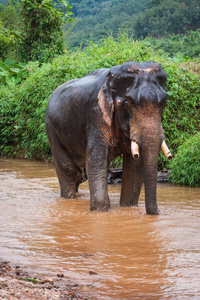 Elefant 站在河中雨克山森林 sanctuar