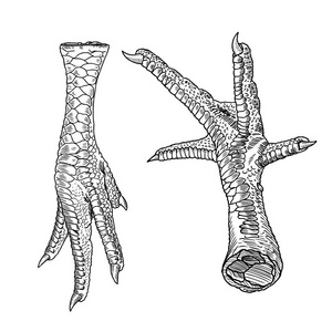 鸡脚一套图片