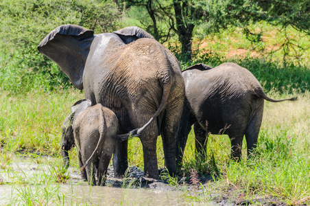 大象在坦桑尼亚的塔兰吉雷公园，得到刷新