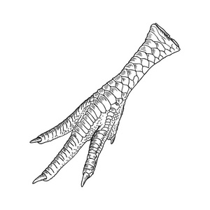 鸡脚绘图图片