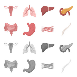 肠, 胃, 肌肉, 脊柱。器官集合图标在卡通, 单色风格矢量符号股票插画网站