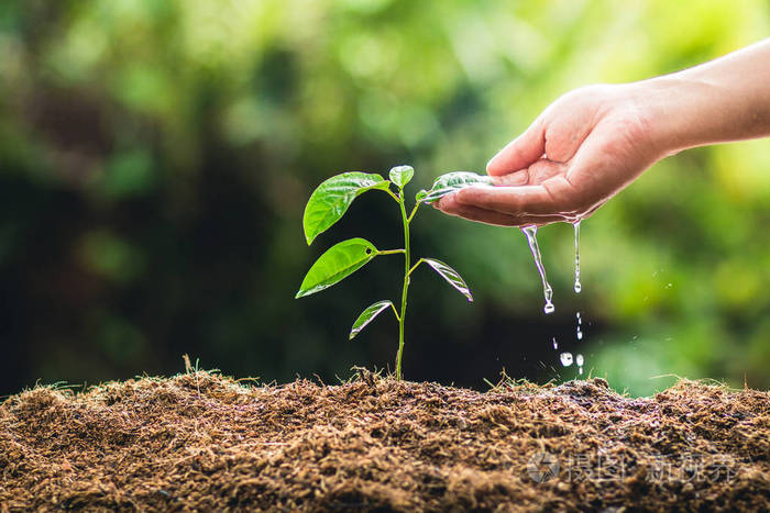种植树木生长的激情水果和手工浇水的自然光线和背景