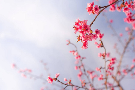 美丽的野生喜马拉雅樱桃花