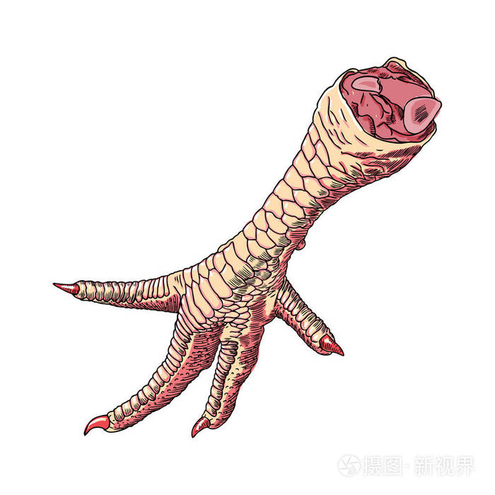 鸡脚绘图插画-正版商用图片0nl8kv-摄图新视界