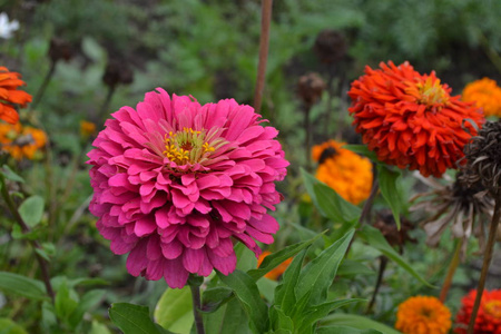 花大。zinnia elegans。许多不同颜色的花橙色, 粉红色。花园。领域。花卉种植。大花坛。水平照片