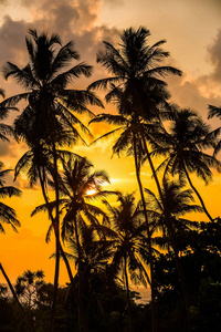 热带夕阳背景下棕榈树的剪影