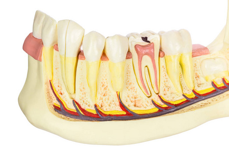 白色背景上的牙齿模型人类颚骨图片