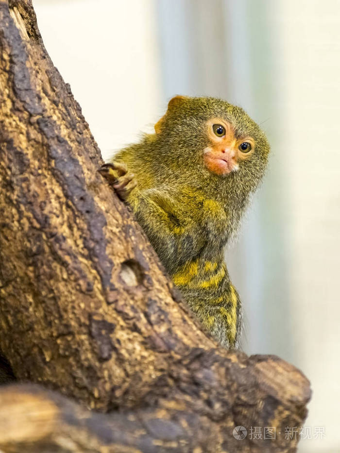 一棵树上的侏儒狨猴