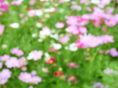 模糊的粉红色宇宙花卉背景