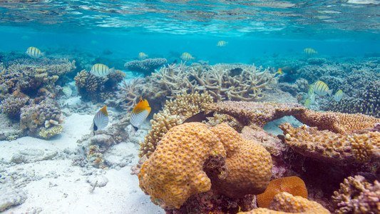 浅海珊瑚礁浅海海底有珊瑚礁和鱼类一群游客在蓝海游泳.