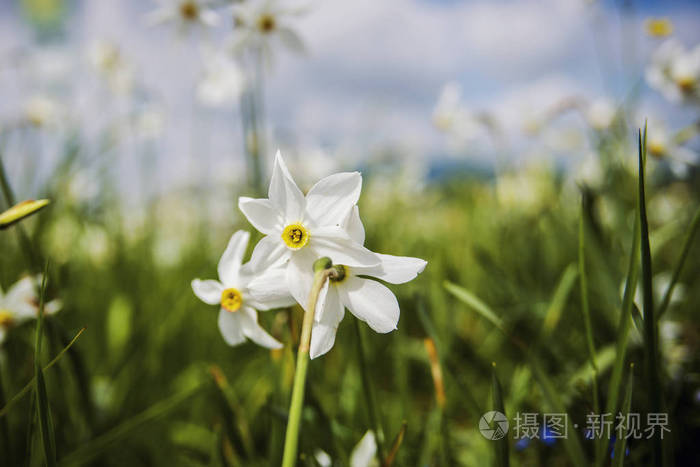 白色的水仙在田野上 绿草和蓝白多云的天空照片 正版商用图片0nld97 摄图新视界 白色的水仙在田野上 绿草和蓝白多云的天空照片 正版商用图片0nld97 摄图新视界