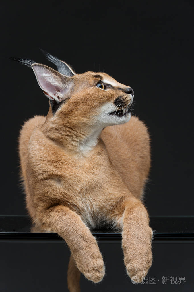 美丽的狞猞猁在黑色的背景
