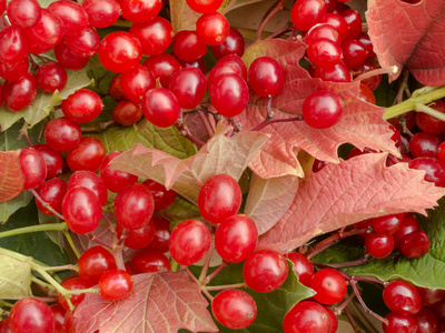 红色的树叶和荚蒾浆果的背景