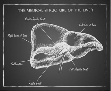肝脏的医疗结构