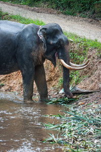 Elefant 站在河在雨克山森林保护区，泰国